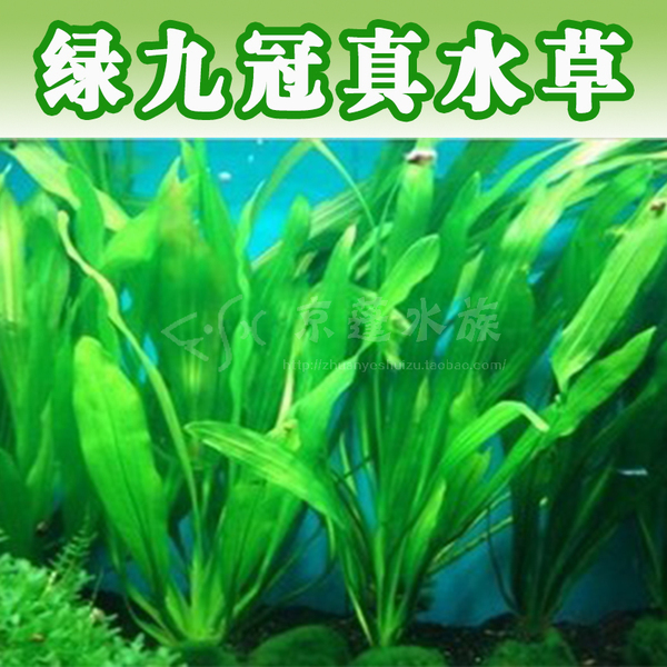 水族箱鱼缸造景真水草-绿九冠/九冠草/长叶九冠/乌拉圭皇冠草/棵