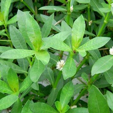 新鲜草药现采野生空心莲子草 空心苋水花生过塘蛇假蕹菜顺丰500克