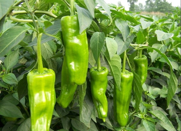 农家自种绿色时令蔬菜 新鲜有机蔬菜 青椒 辣椒 5斤包邮