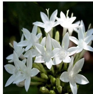 花种子 四季播 阳台盆栽植物 夜来香花种子月见草 夜兰花 夜香花