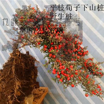 绿植平枝荀子下山桩红果荀子铺地蜈蚣野生爬地蜈蚣树桩盆景素材