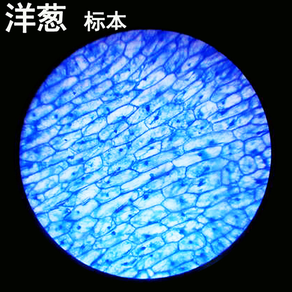 领航显微镜切片标本儿童实验科学玩具盒装植物生物永久封片套装