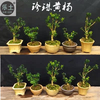 小叶珍珠黄杨盆景雀舌黄杨盆景黄杨树桩室内盆栽绿植盆栽