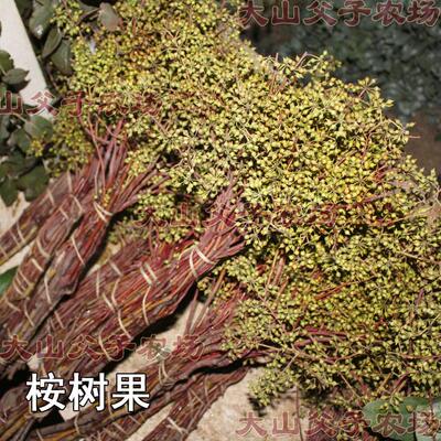云南昆明鲜花批发 尤加利果桉树果 插花搭配花材若干只