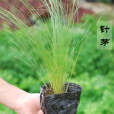 【针茅绿植盆栽】创意花卉水生植物吸收水中的污染物细叶针芒细茎