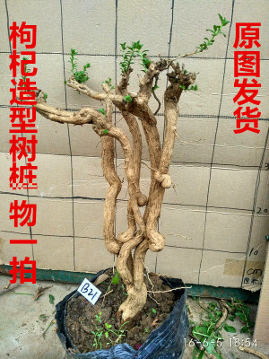 下山桩 枸杞老树桩盆景 造型盆栽庭院客厅阳台绿植 野生枸杞中宁