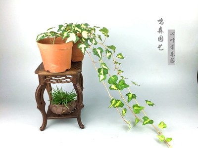 进口金心常春藤盆景 小品爬藤类绿植室内净化空气吸甲醛吊兰盆栽