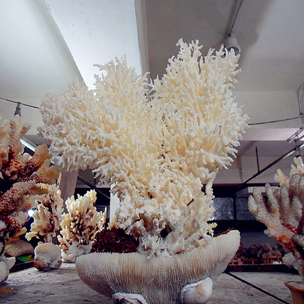 海洋天然白珊瑚雪松 红白珊瑚树摆件 家居摆件 珊瑚盆栽鱼缸装饰