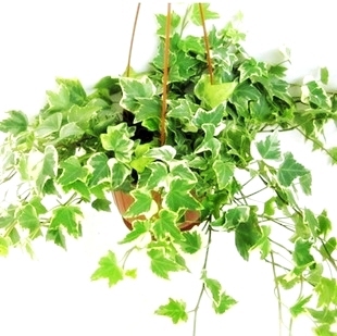 中华常春藤 垂吊 吊兰 花叶常春藤 金边常春藤植物