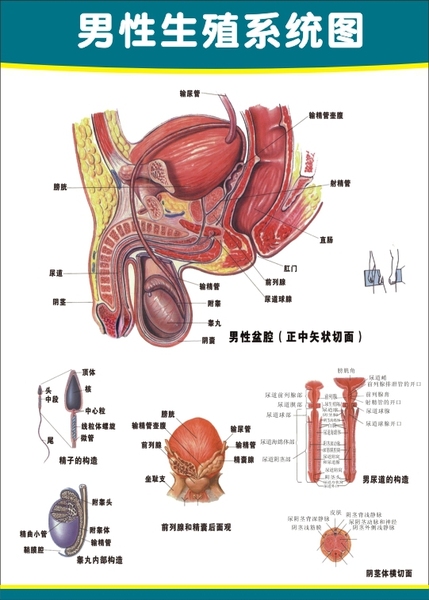 女性生殖器官解剖图 人体解剖图《男性生殖器解剖图》