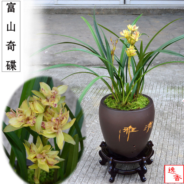 建兰名品奇花富山奇碟兰花苗夏季带浓香花苞春兰蕙兰墨兰包邮