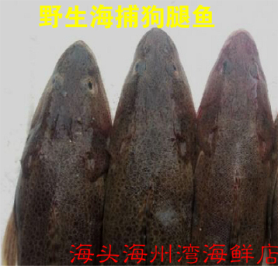 连云港特产新鲜狗腿鱼拐子鱼辫子鱼海鱼海鲜鲜活水产鯒鱼牛尾鱼