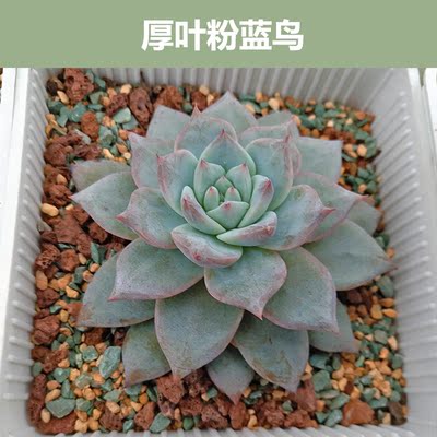 特价进口肉肉植物组合盆栽厚叶粉蓝鸟日本粉蓝鸟多肉套餐叶插叶片