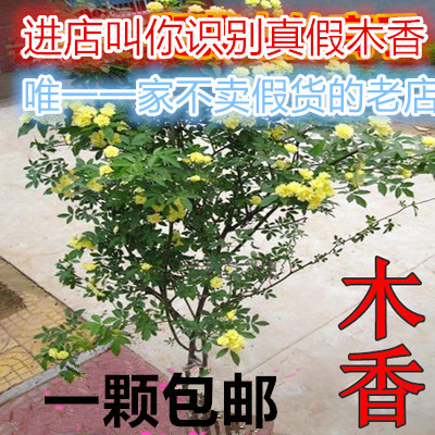 庭院阳台攀援花卉 七里香十里香蔷薇木香花苗 六年大苗香味最浓