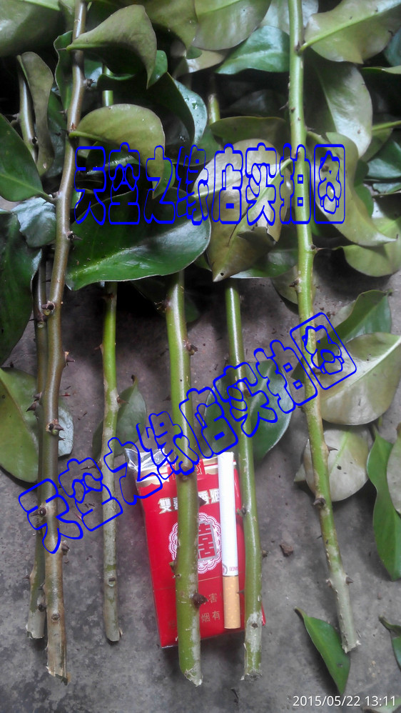 叶仙人掌 木麒麟 扦插繁殖用的无根枝条,仙人指蟹爪兰假昙花砧木 叶仙人掌 木麒麟 扦插繁殖用的无根枝条,仙人指蟹爪兰假昙花砧木