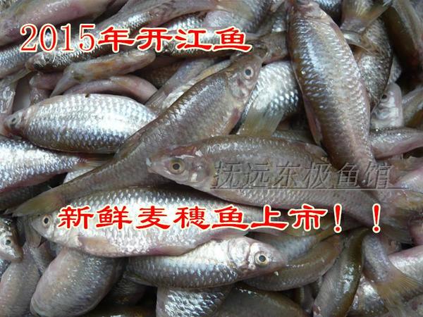 黑龙江特产乌苏里江东北特产抚远特产纯江野生鱼麦穗子鱼3斤起拍