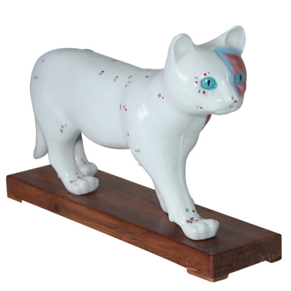 猫体针灸穴位模型 猫解剖模型 兽医模型 动物模型 宠物医用模型