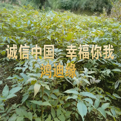 金钱柳苗 青钱柳苗 麻柳苗 胡桃科 摇钱树苗 药