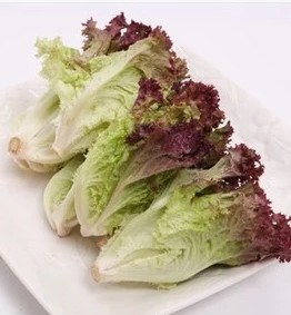 新鲜红叶生菜红紫叶生菜红边生菜红珊瑚250克