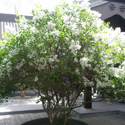 开花丁香花苗室内植物盆栽盆景净化空气绿色吸甲醛庭院花卉绿植