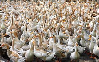 鸭子养殖技术/养鸭技术视频大全/肉鸭饲养技术管理/防治自动发货