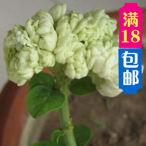 稀有虎头茉莉花大苗 宝珠茉莉 宝珠小荷花 菊花茉莉