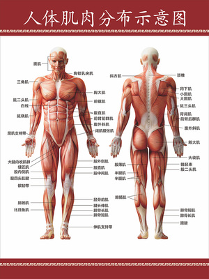 人体肌肉分布示意图医学宣传挂图人体器官解剖图医院布置海报墙贴