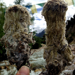 西藏特产最好野生天山雪莲花 无法人工种植 良心品质 半斤包邮