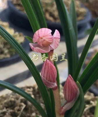 铭品兰花 莲瓣兰(童面玲珑)兰花苗 400/苗