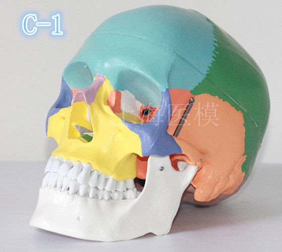 头骨模型 儿童头颅骨 骷髅模型 人头骨标本 彩色头骨
