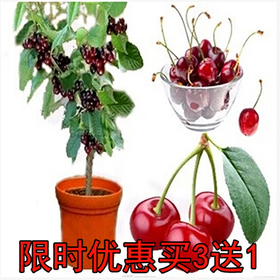 大樱桃树苗果树苗盆栽南方北方 乌克兰车厘子樱桃苗嫁接苗 包邮