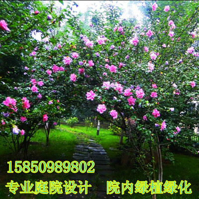 庭院植物木槿花苗重瓣木槿单瓣木槿玫瑰木槿树苗绿篱绿化承接工程