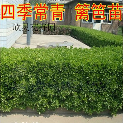 批发冬青树苗四季常青法国冬青苗珊瑚树苗庭院绿篱花卉常绿植物
