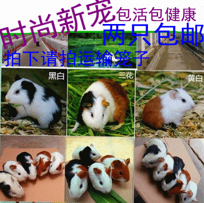 宠物豚鼠荷兰猪活体宝宝 荷兰鼠天竺鼠短顺短逆毛可批发1只包邮