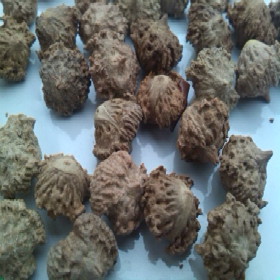 菩提子原籽单颗特价_千眼菩提子原籽批发极品