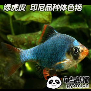 绿虎皮鱼正品2016新款-虎皮鱼 蓝绿四间鱼 小