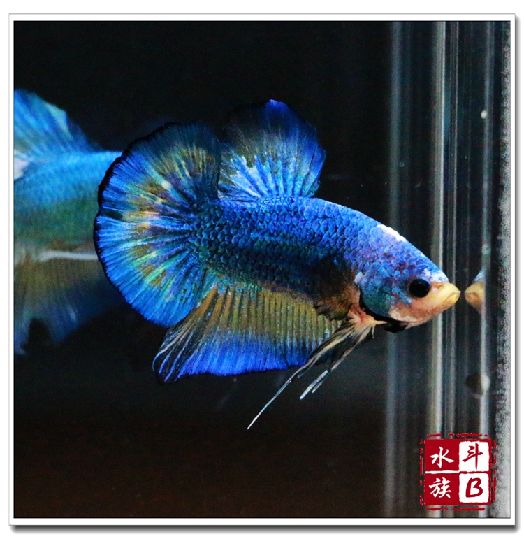 斗鱼对图选鱼图片|斗鱼对图选鱼|泰国斗鱼 超红