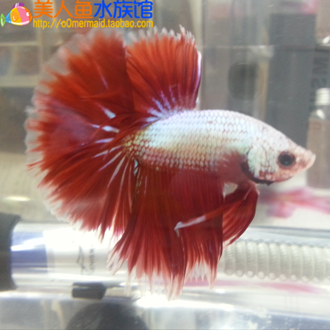 斗鱼活体进口:肾病可以吃活火斗鱼吗:斗鱼怎么