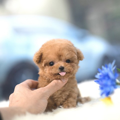 香槟色泰迪犬茶杯泰迪犬小体泰迪幼犬活体宠物狗