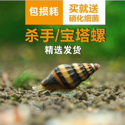 杀手螺活体观赏螺蜜蜂宝塔螺大黄蜂螺 除螺灭螺吃螺涡虫草缸必备