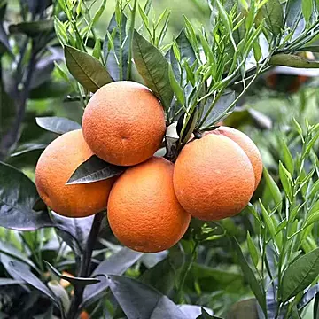 四川塔罗科血橙新鲜水果晚熟土血橙子甜鲜果[50元优惠券]-寻折猪