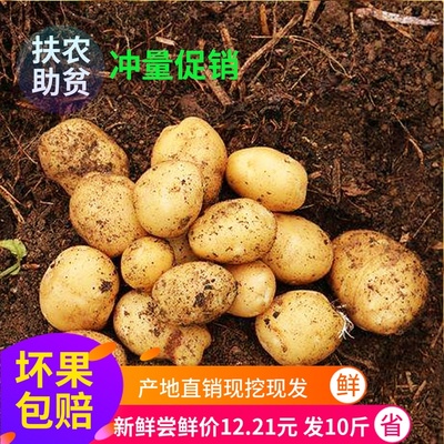 标题优化:新鲜大土豆10斤农家自种蔬菜贵州威宁黄皮黄心土豆包邮马铃薯洋芋