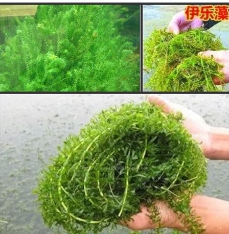 Семена Grass carp in pond aquaculture on lobster and crab grass seed pool round Ye Heizao Cao Potamogeton, Elodea nuttallii Myriophyllum Ye Heizao , nuttallii Семена Grass carp in pond aquaculture on lobster and crab grass seed pool round Ye Heizao Cao Potamogeton, Elodea nuttallii Myriophyllum Ye Heizao , nuttallii