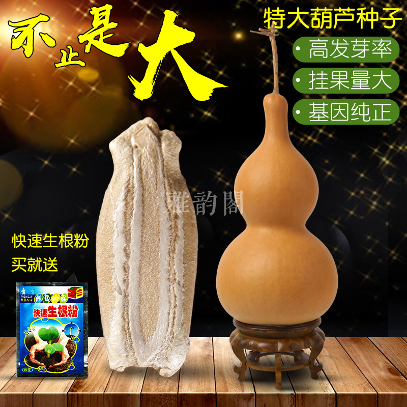 big giant natural big gourd seed garden balcony planting small collectables - autograph hand twist small gourd seeds seed