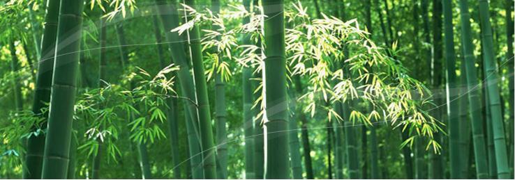 body amincissant 8803/8136 en nylon - Ref 673021 Image 32