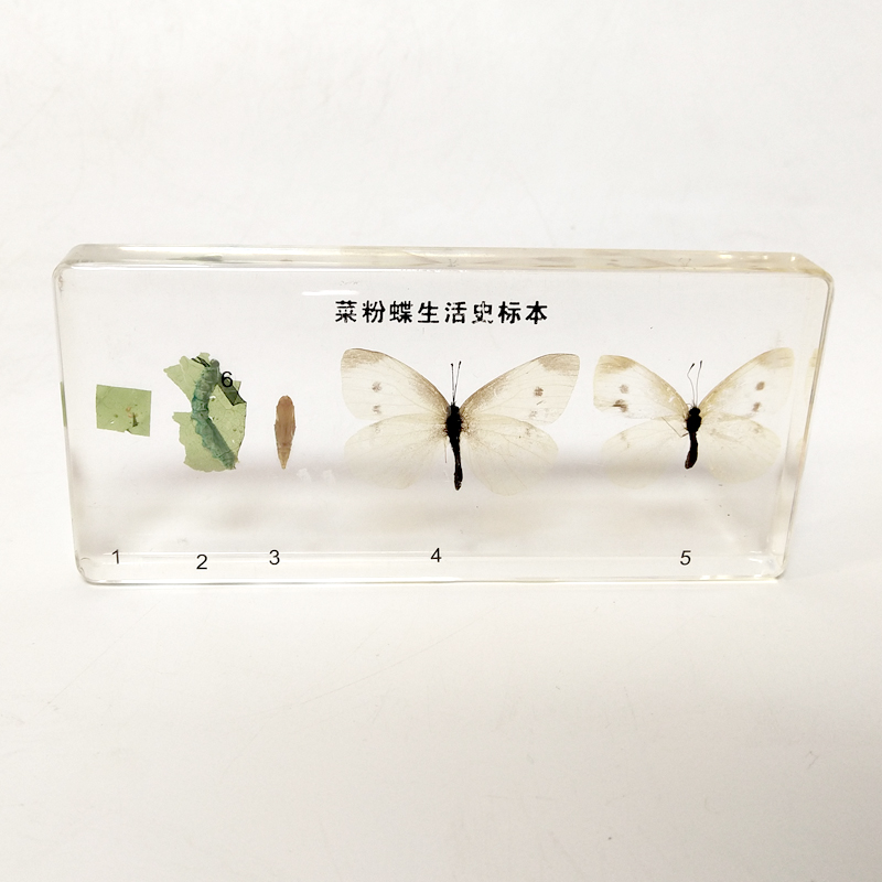 Embedded Specimen Frog Development Butterfly Silkworm Silkworm Bee Life History Specimen Teaching Aids