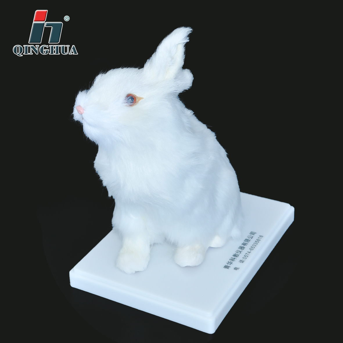 Rabbit Shape Teaching Aids Model Biology Teaching Junior and Senior High School Specimen Animal Ornaments Display