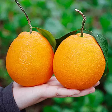 夏橙当季新鲜夏橙橙子新鲜橙子秭归脐橙[40元优惠券]-寻折猪