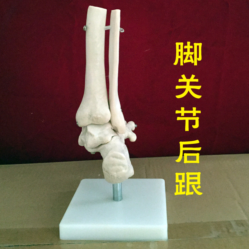 促销新款人体膝关节肘肩髋手脚关节骨骼模型医用厂家直销新品活动