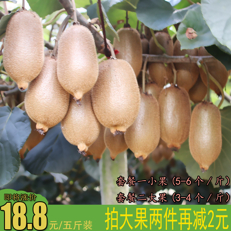 湘西绿心猕猴桃新鲜水果 约4—5斤装包邮奇异果非红心野生弥猴桃